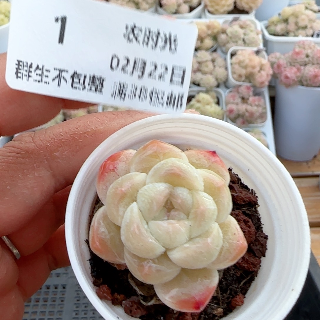 [闪购商品]0222-1糖心福利