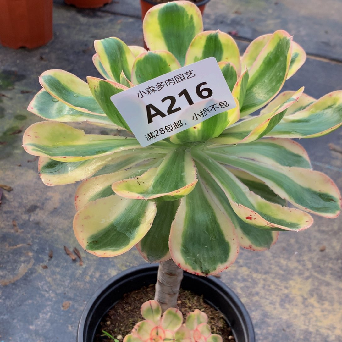 216燕姿88888855558