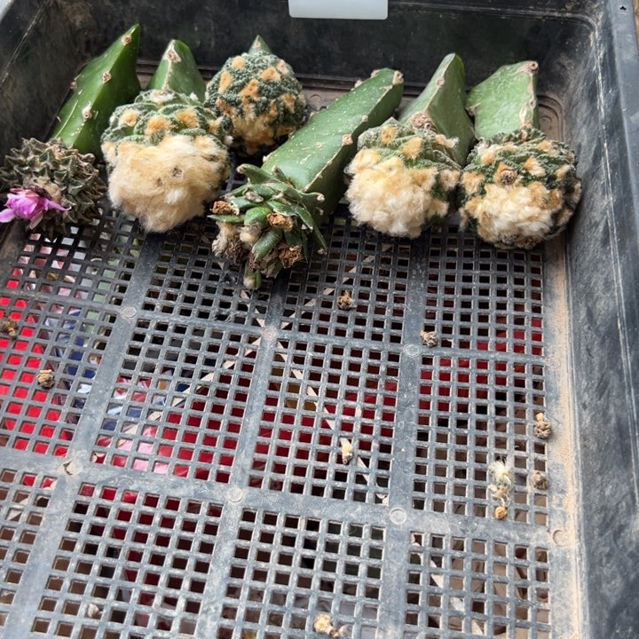 用****8牡丹仙人球1930号