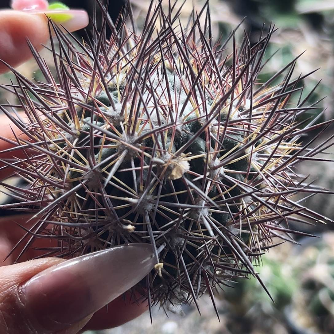 英冠仙人球6666666