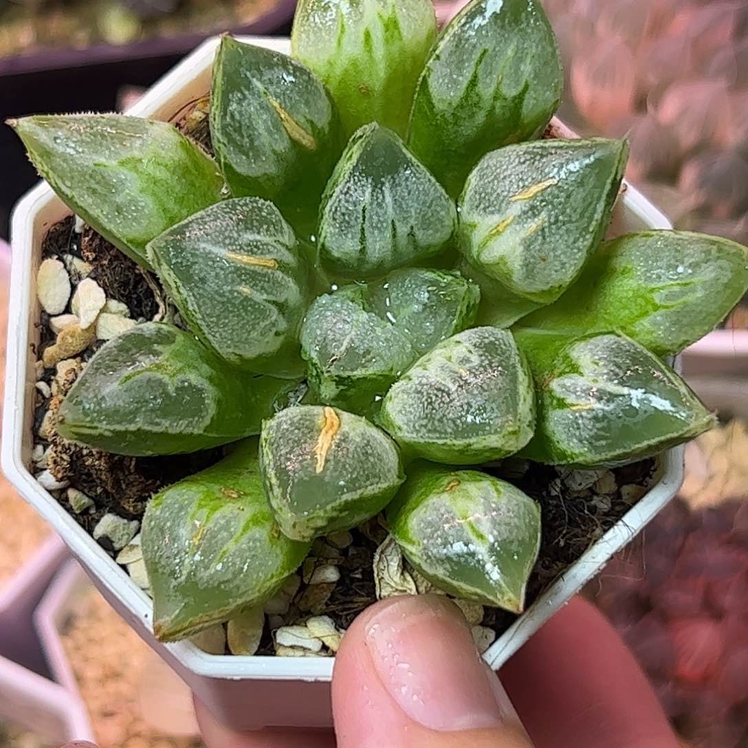 爱心寿十二卷多肉植物