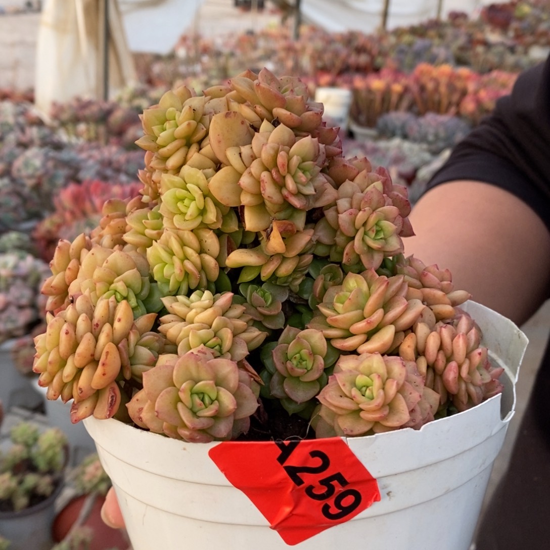 蜡牡丹整桩无砍大盆