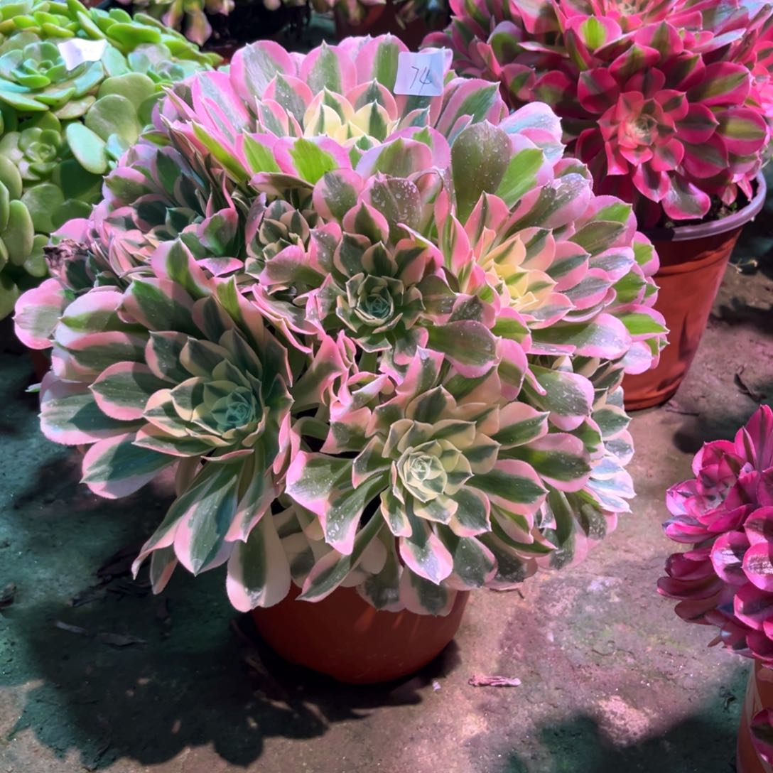 多肉植物白凤 074