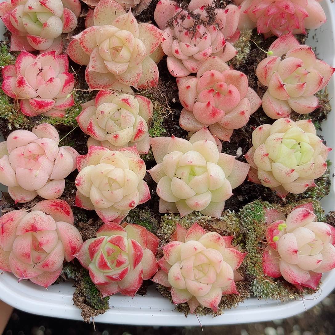 1-593新疆西藏内蒙不发 12.8包邮2-3公分多肉