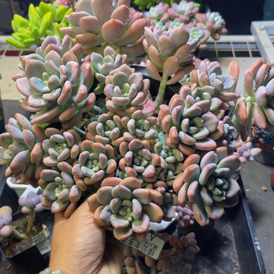 樱花洛神2829/27cm多肉