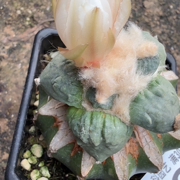 无花朵680大型栗源怒涛东三