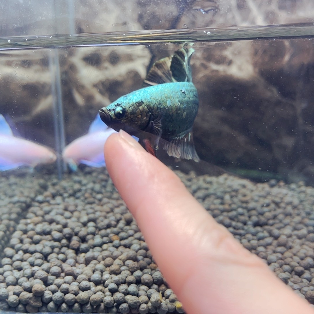 斗鱼困死我我我我我我我我我