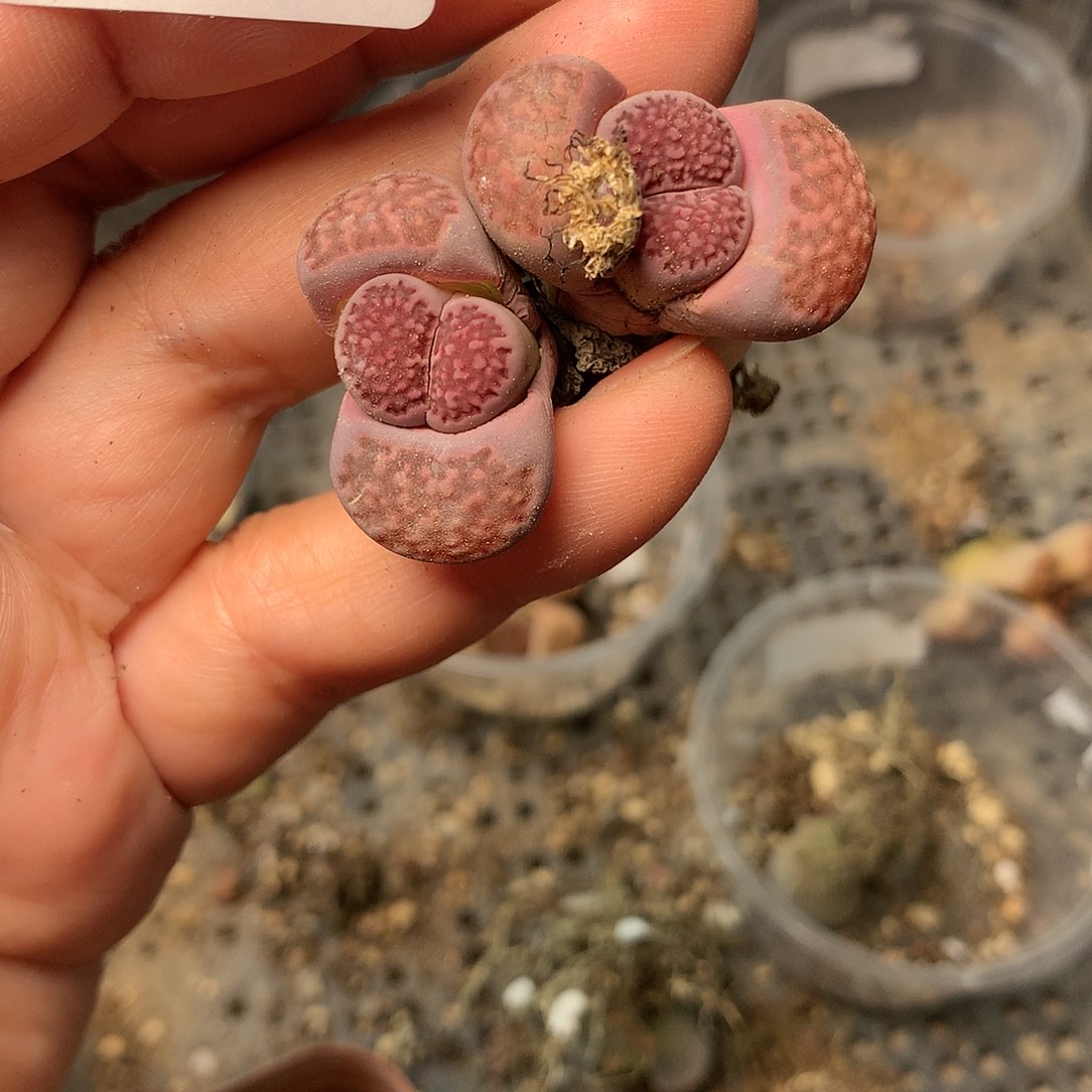 K613多肉植物保护研究所