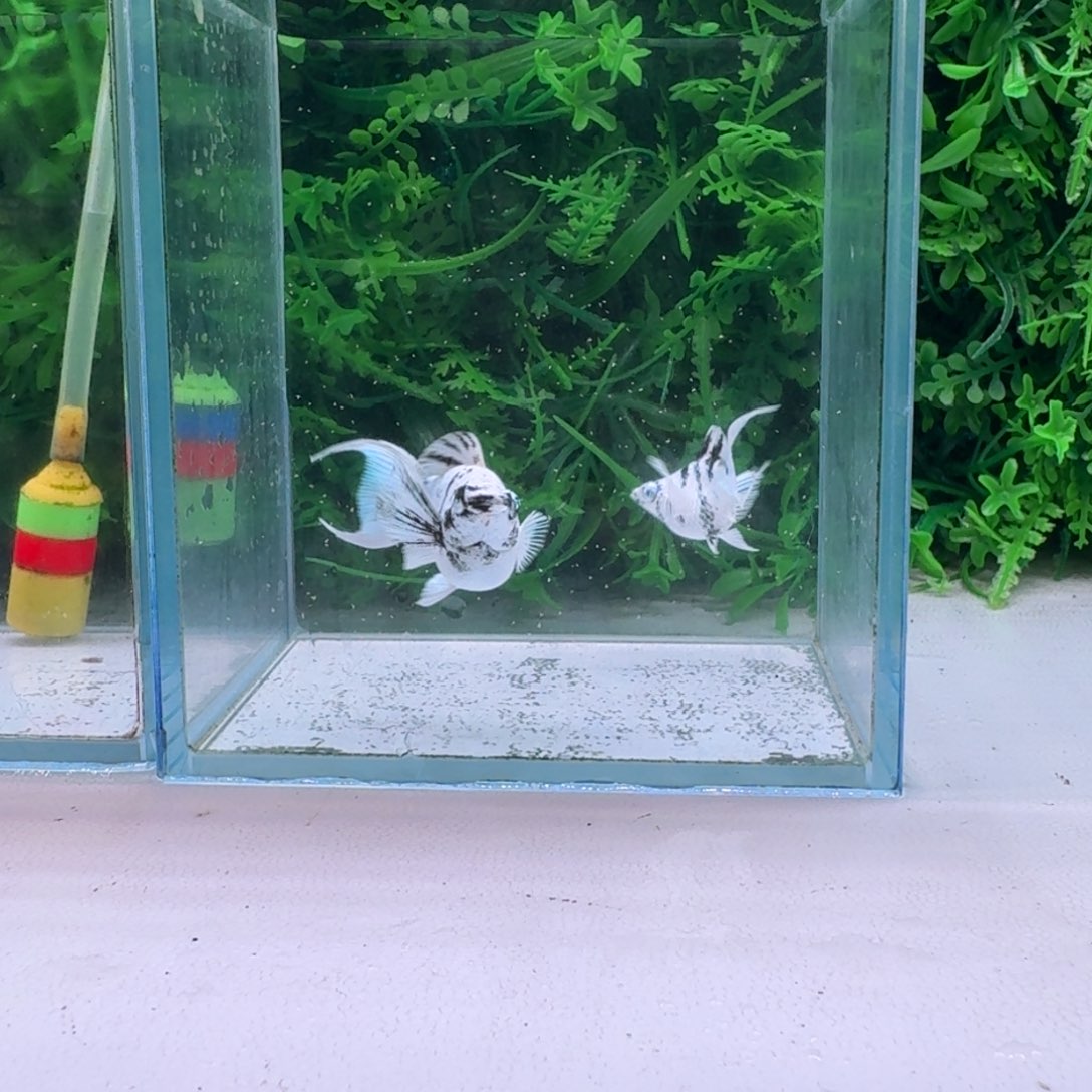 黑玛丽鱼174号玛丽2条