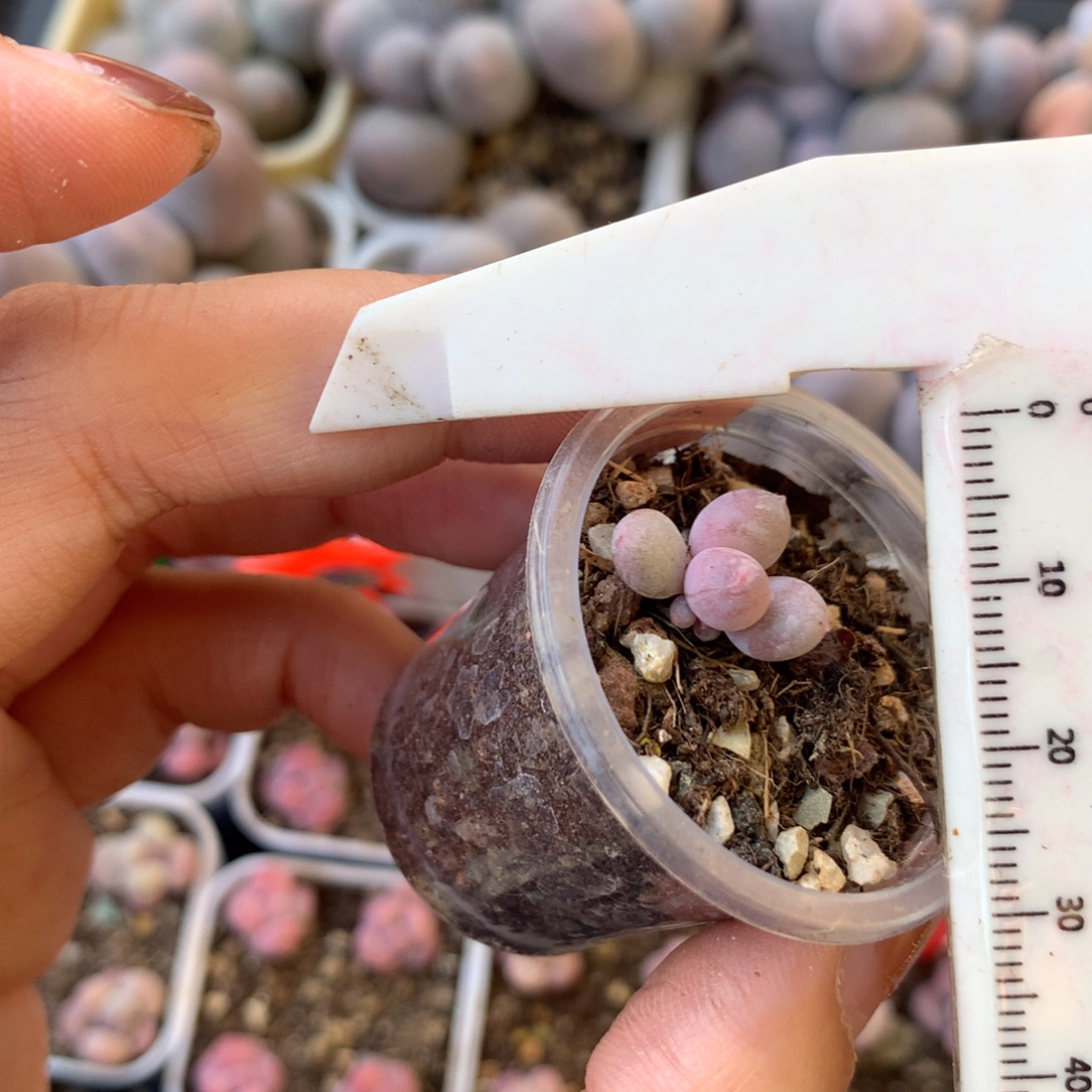 彩虹 不凑满28元发一片叶 不售后 到付