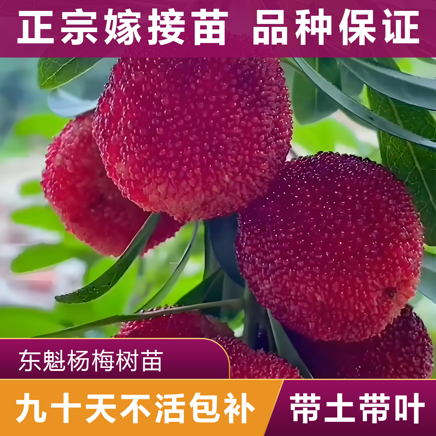 东魁杨梅树苗水果树苗正宗嫁接苗盆栽水果树带土带叶苗场直发广西