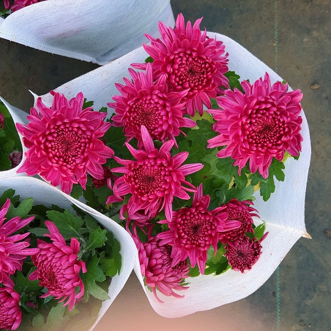 完全开放红酒紫色