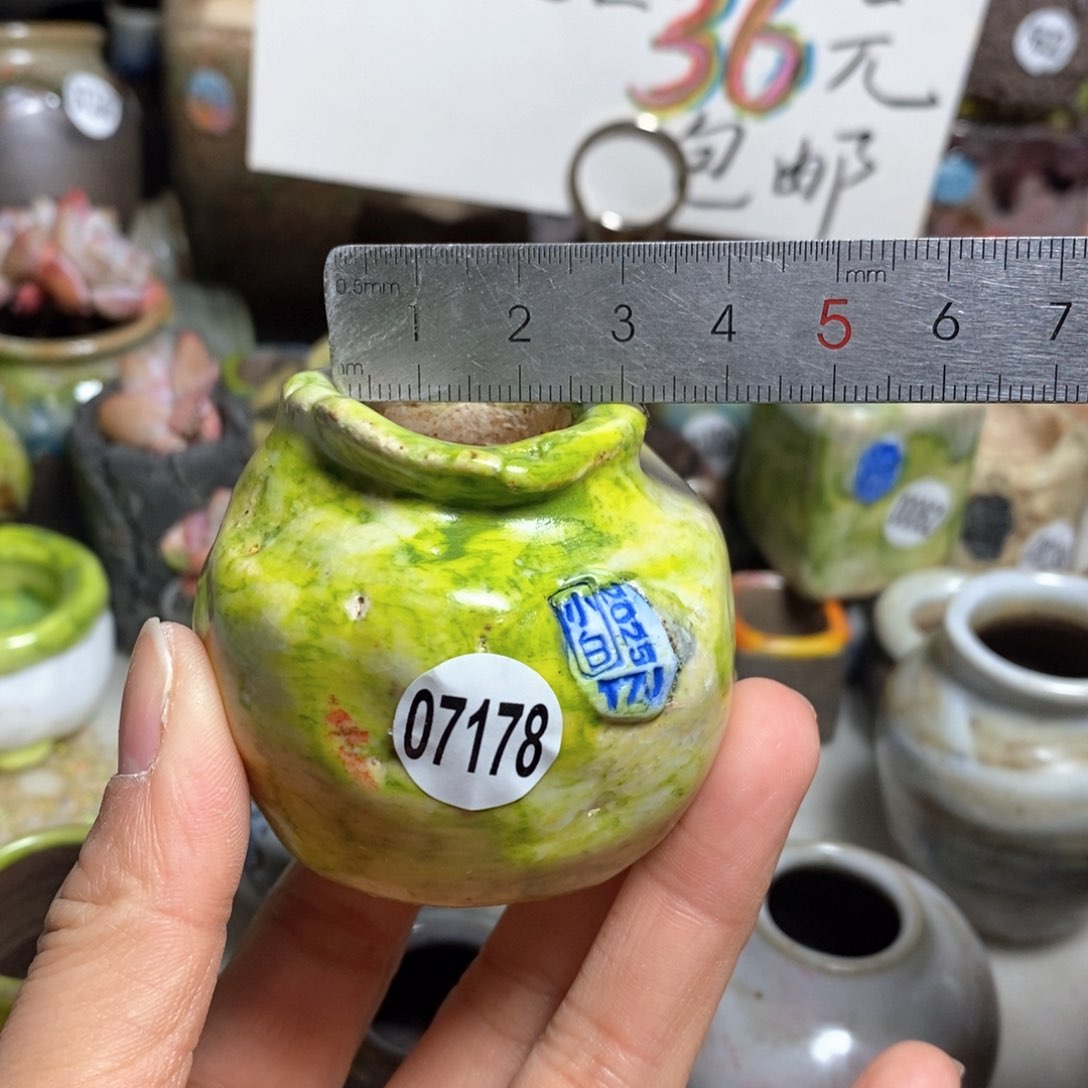 花盆拍5送一个小礼物