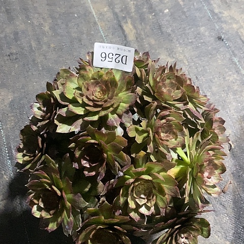 256红丝绒多肉法师锦