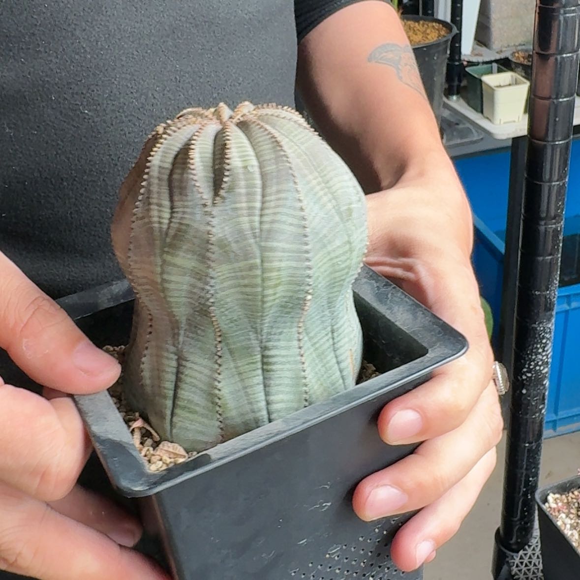 【闪购商品】实生欧布哈哈哈哈哈