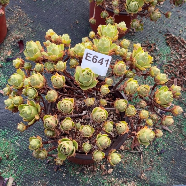 树玫瑰多肉植物不包损641