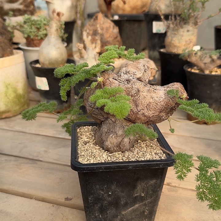 枯木洋葵块根植物