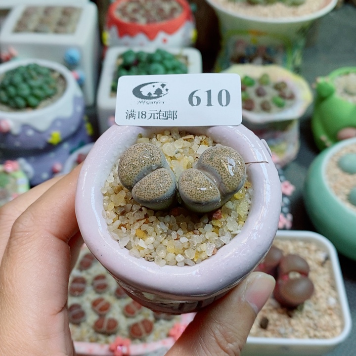 生石花花花花花花610