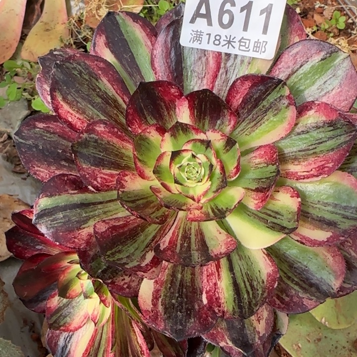 多肉法师伯爵朵朵