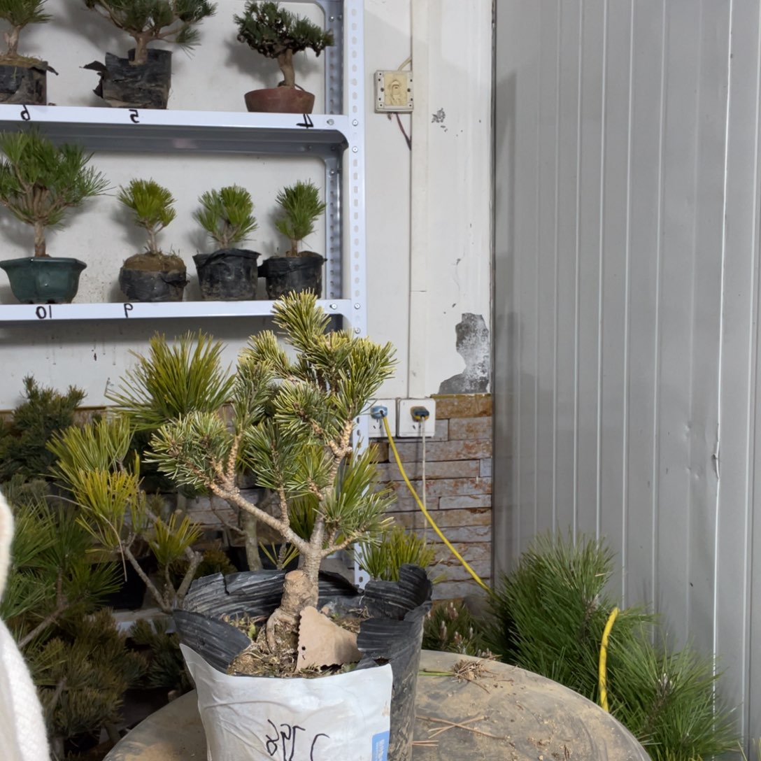 老*杨梅大阪40一颗