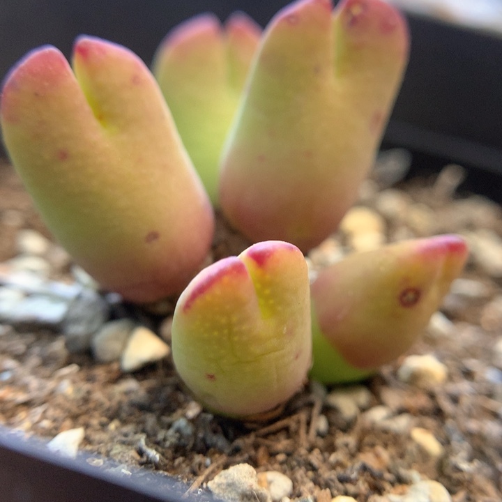 群生日系皮卡丘 肉锥植物