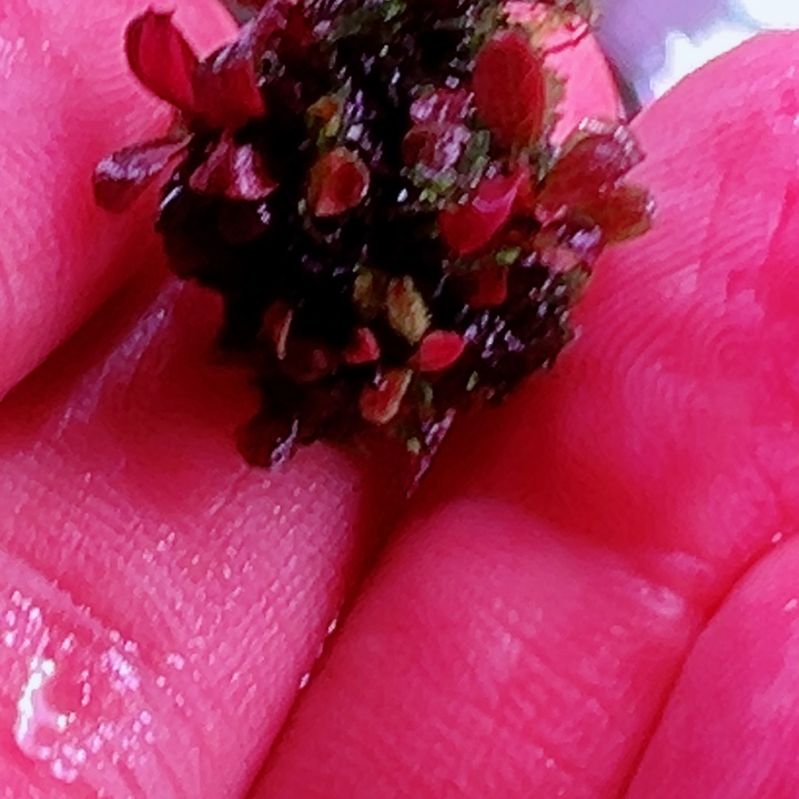 辣椒榕2020迷你海福利