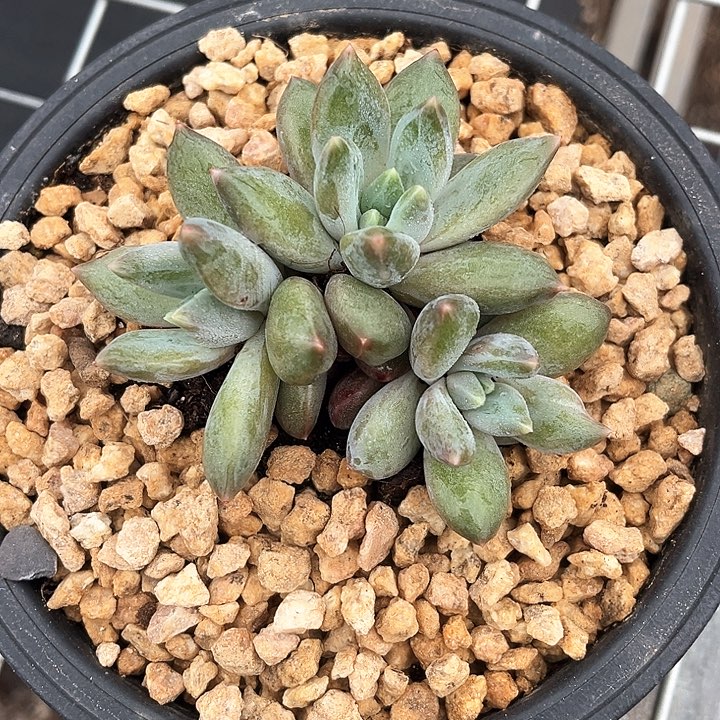 我是你的小可爱啊我的大可爱