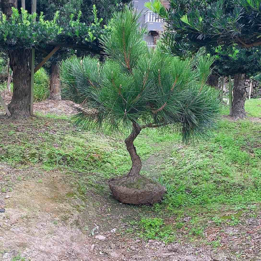 不开花植物活***过黑松