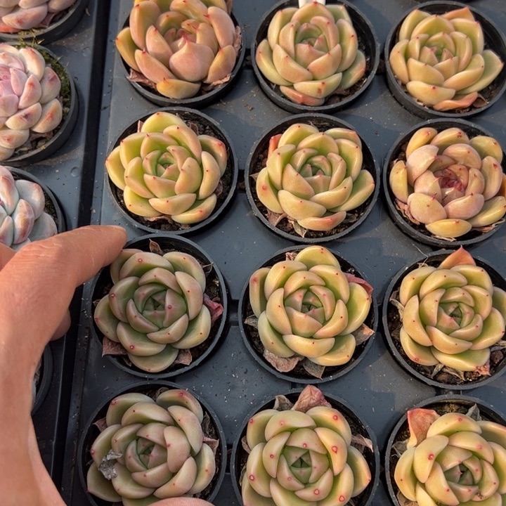 韩国钻石一颗量拍多肉满20包邮下午发