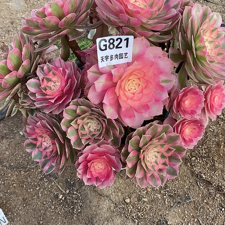 多肉植物倾城821多肉