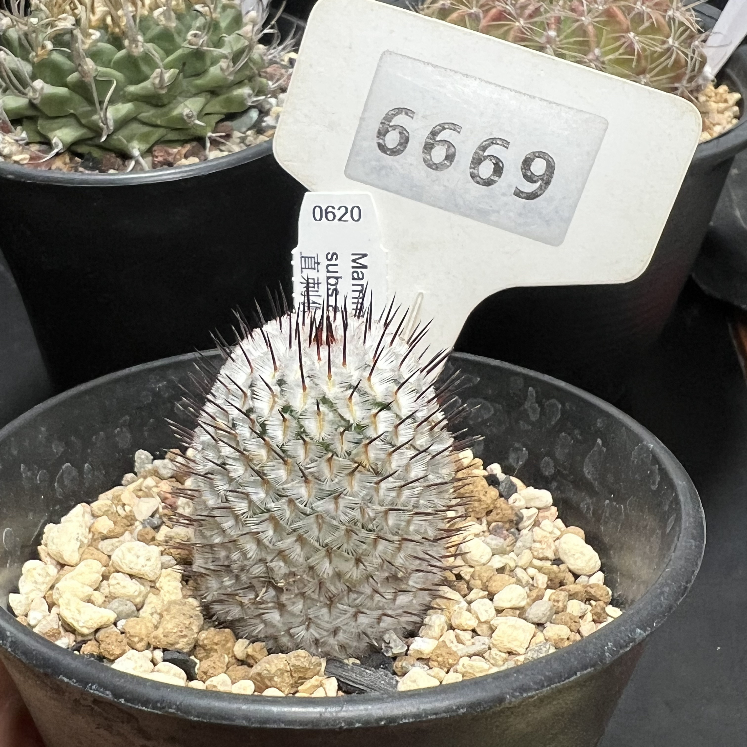 6669 直刺佩雷实生裸根发