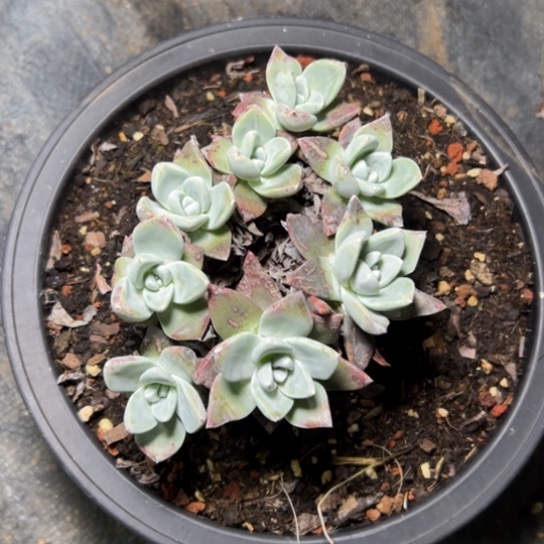 多****心谢谢宝～一物一拍7395