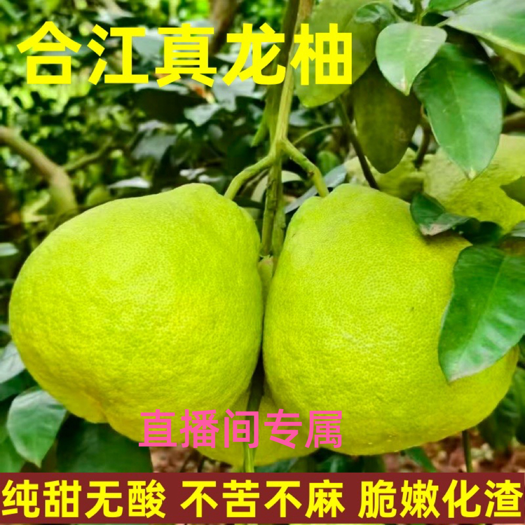 2025年四川泸州合江真龙柚新鲜应季水果白心柚多汁无酸