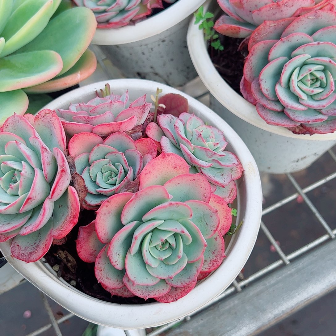 奶油黄桃多头群生老桩特价