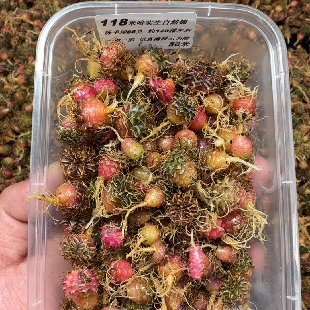 一***远米哈实生自然锦练手球118