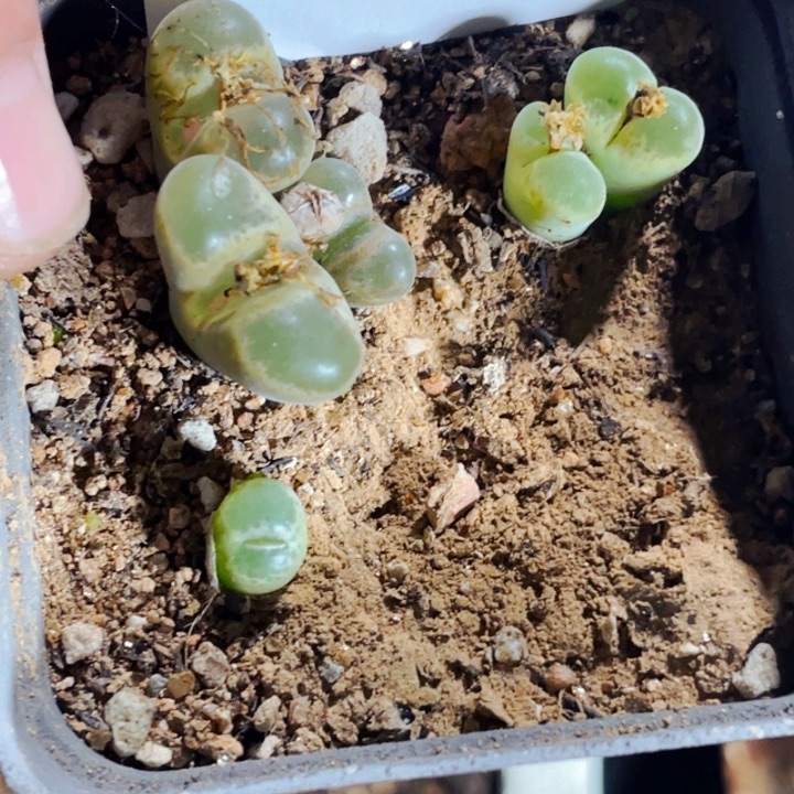 410风铃母本双头三头安格