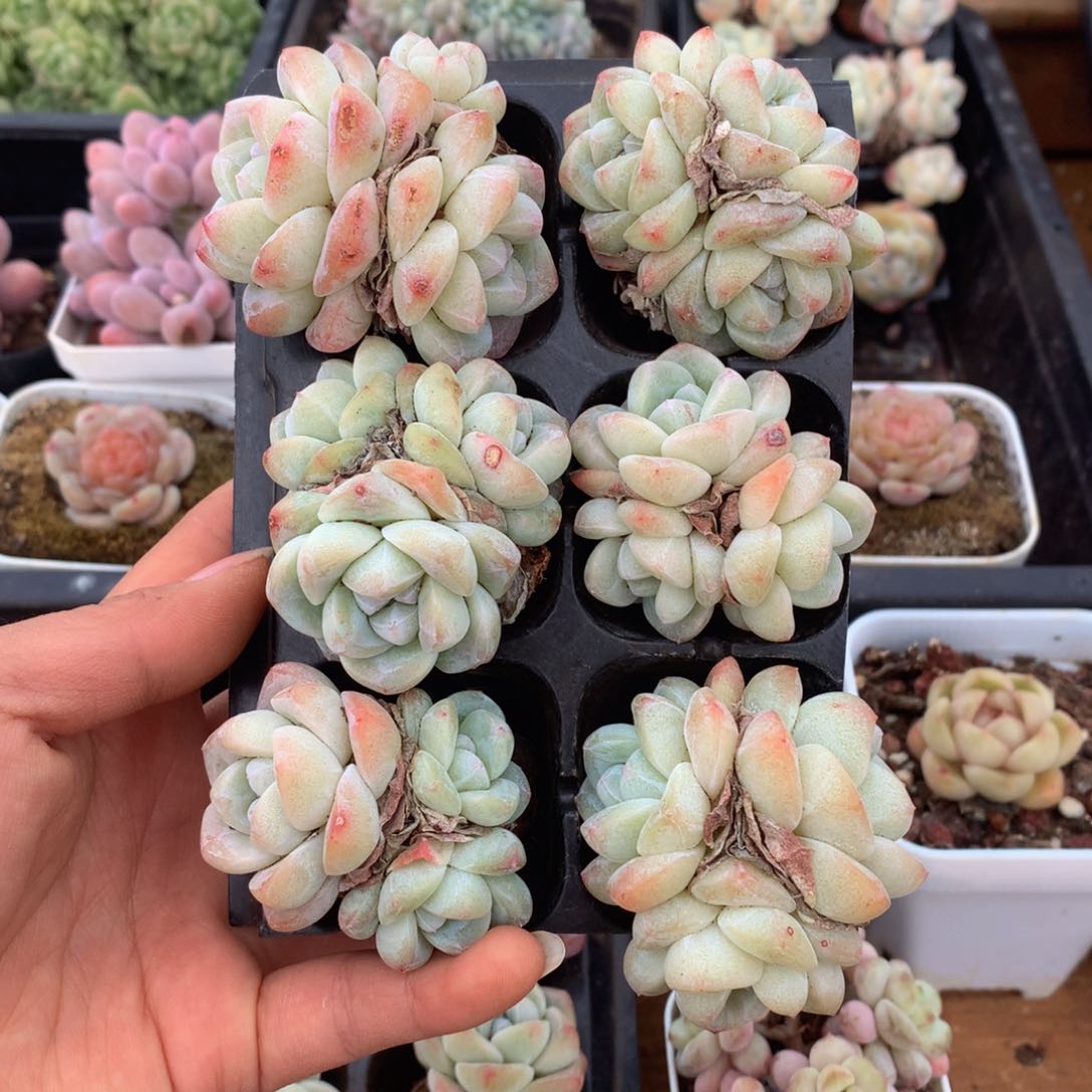精品冰玉群组合一物一拍
