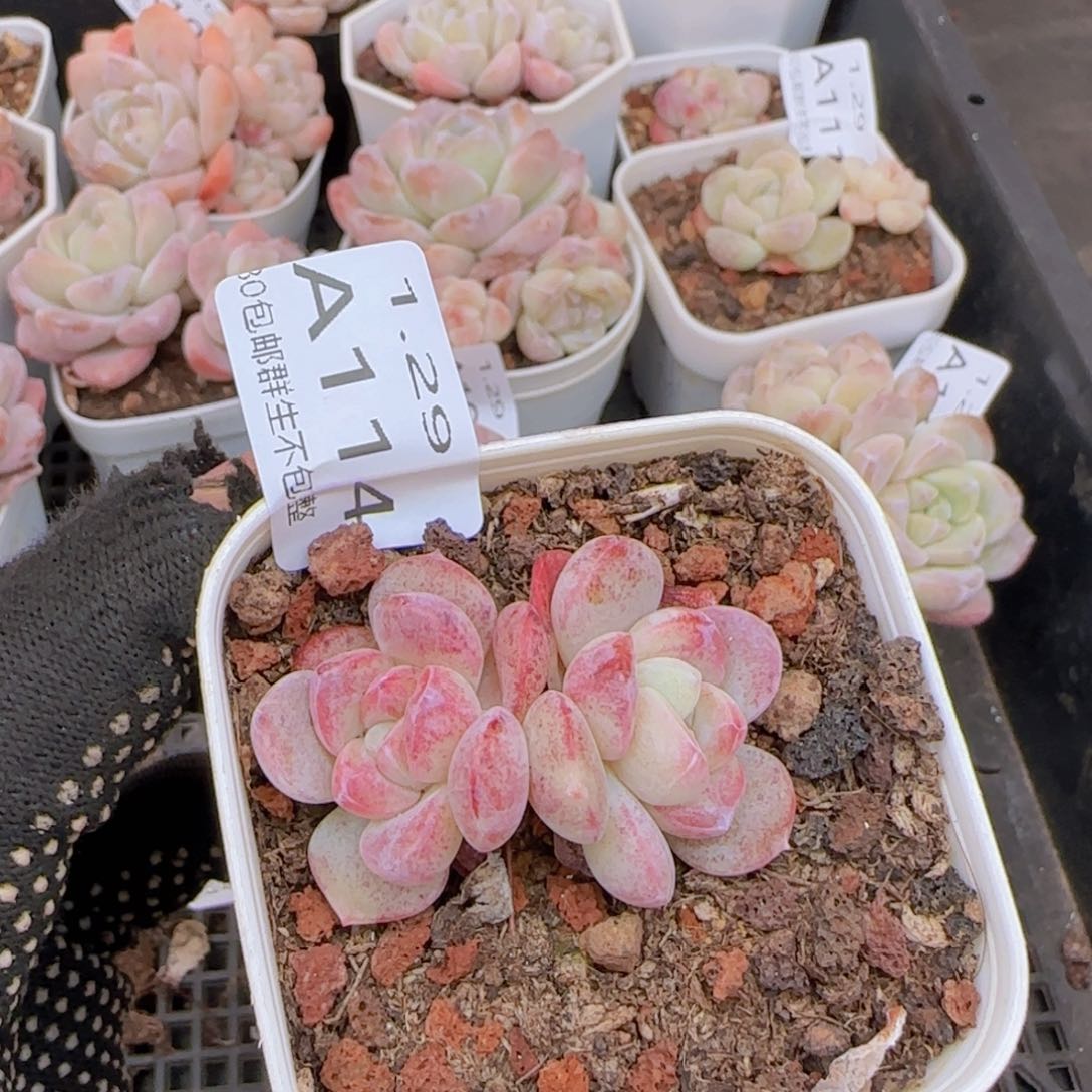 双头变异冰玉一颗