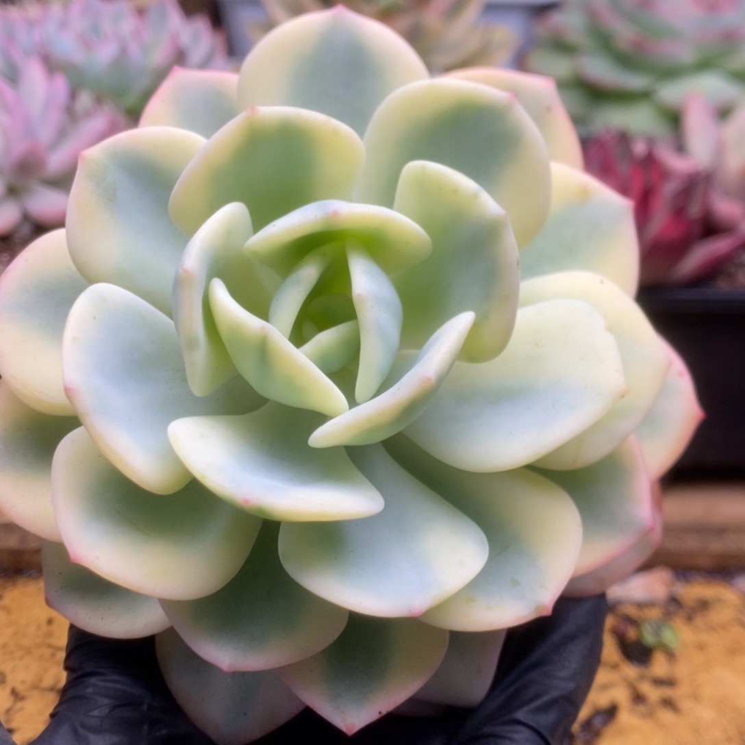 173白月光锦锦锦锦锦