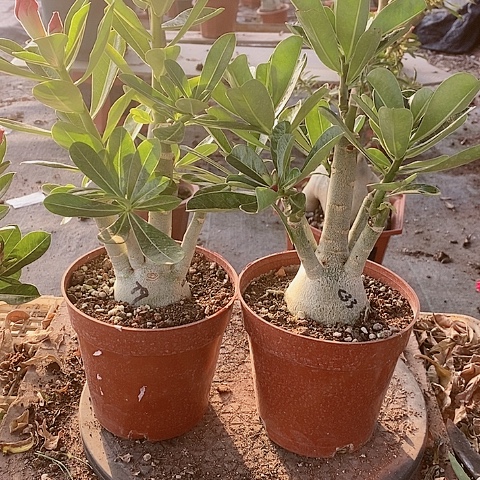 【闪购商品】无花朵顺***?