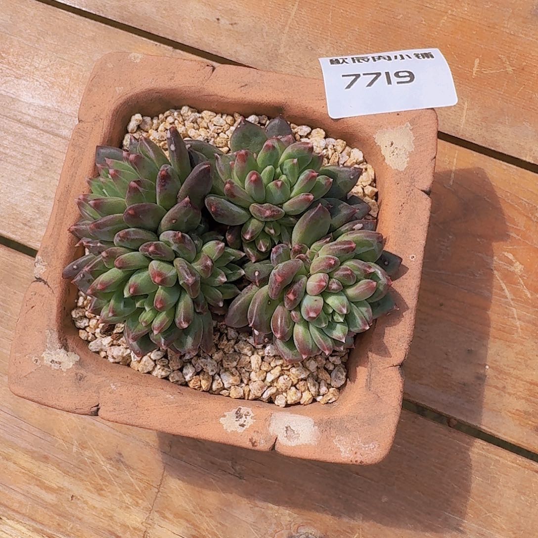 D****?多肉植物毕加索7719