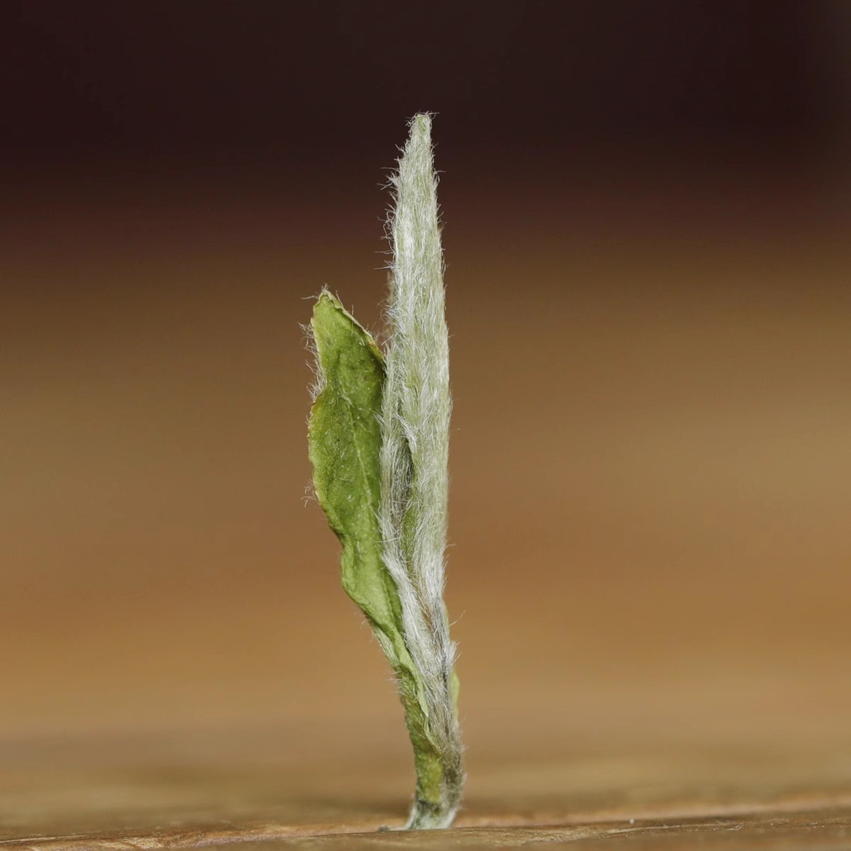 小雨品茶.主峰【牡丹王】2025年白茶高山首采牡丹王500克/袋