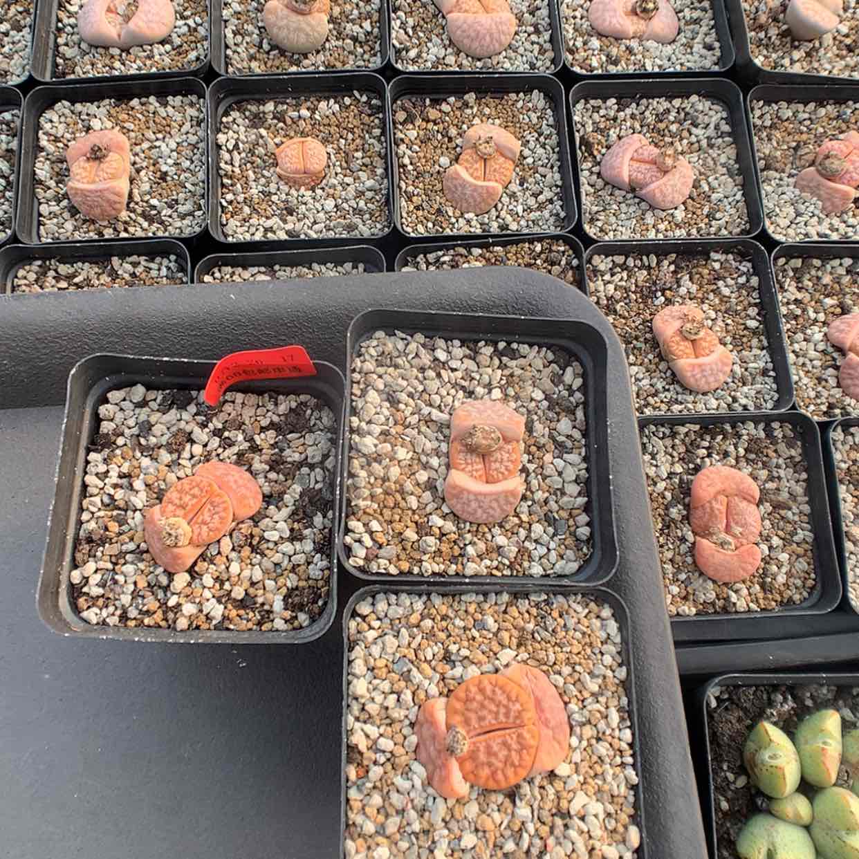 【闪购商品】2-26-17 组合3颗 40