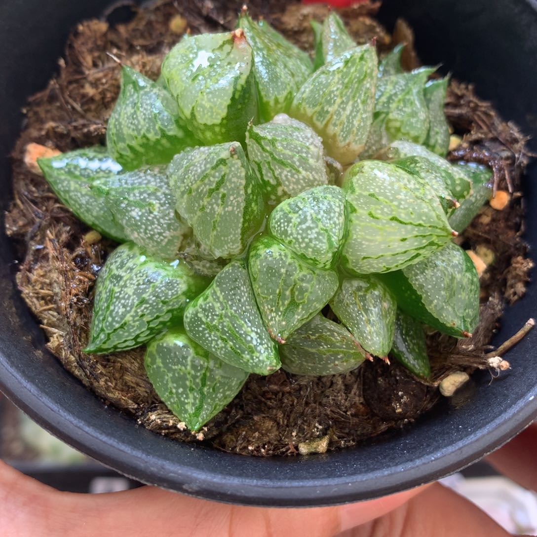 裹白银，带盆发货