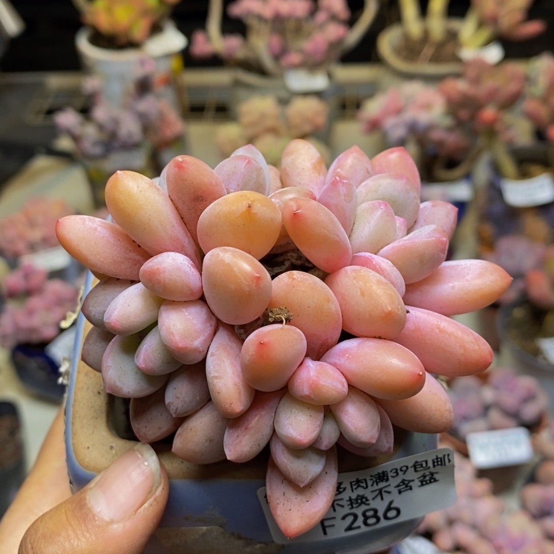 286丸叶香水多肉7c m