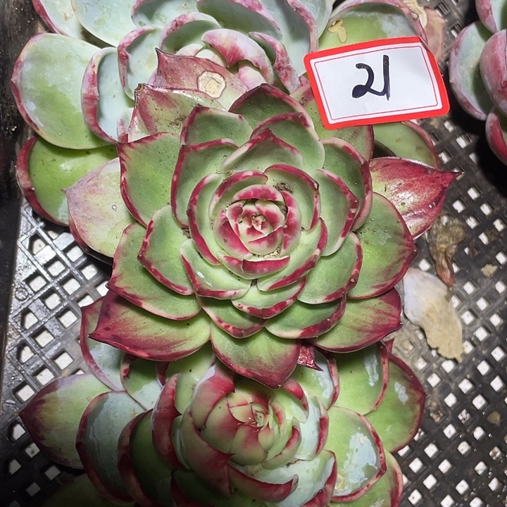 ****甜21////////////////