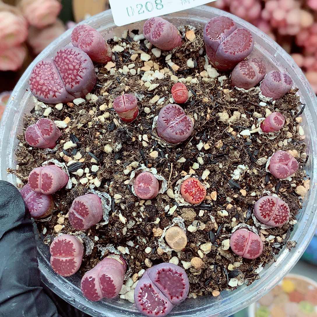 生石花满18包邮8-95