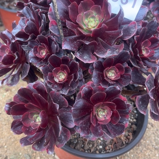 831爱神多肉植物花花