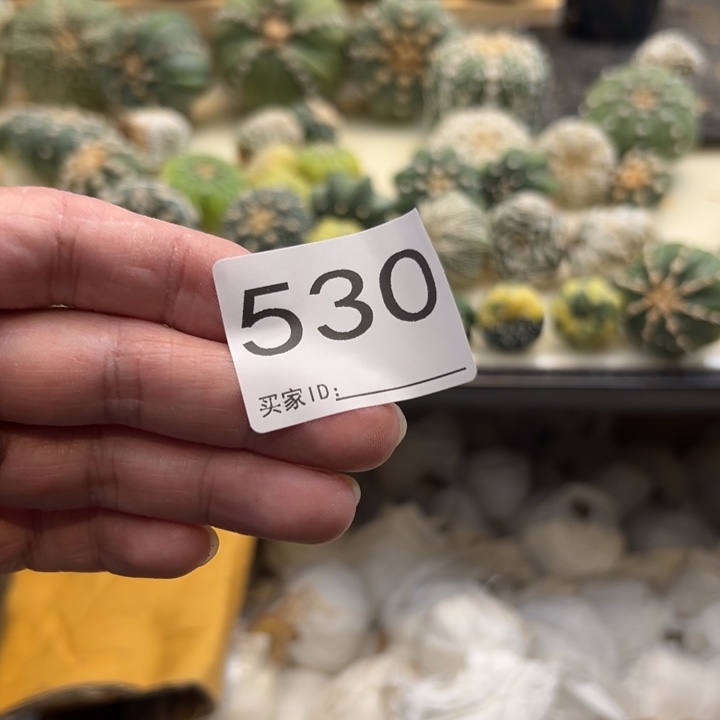 ****b兜星球仙人球530号