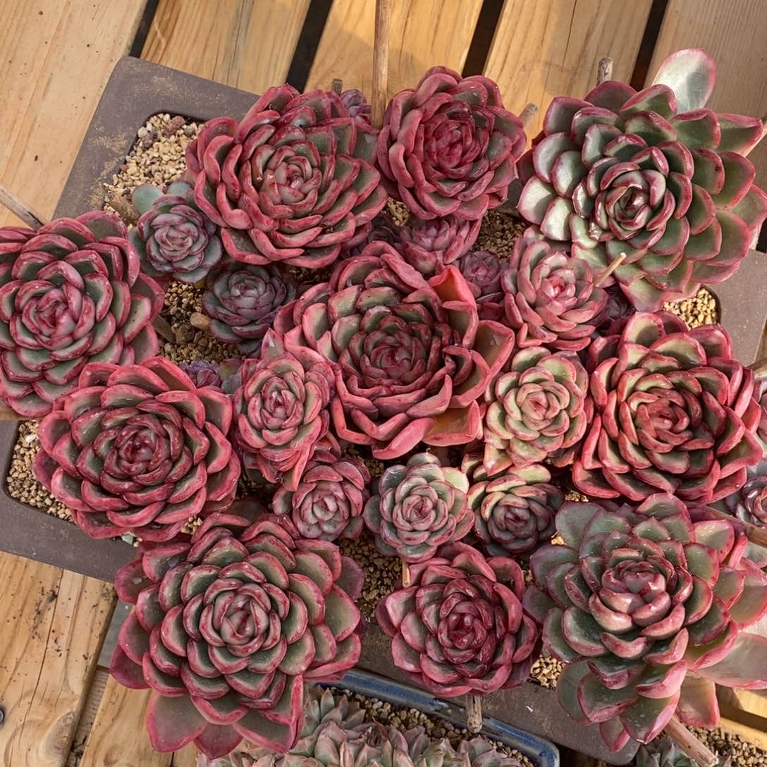 杂交精品多肉~仙凡珍妮可卖